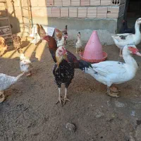 غاز بالغ|حیوانات مزرعه|سرخنکلاته, |دیوار