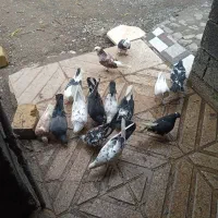 ۱۲ عدد کبوتر فروش فوری یکجا