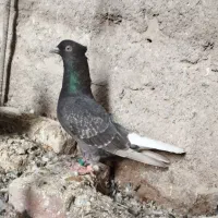 ۴عدد کبوتر فروشی|پرنده|نیمروز, |دیوار