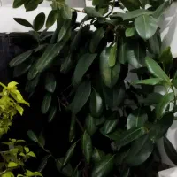 گل وگیاه|گل و گیاه طبیعی|سیلوانه, |دیوار