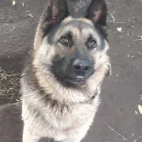 سگ ژرمن عالی|سگ|آستانه اشرفیه, |دیوار