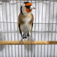 سهره نر زیبا