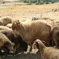 بز نر(حچه)|حیوانات مزرعه|سنندج, |دیوار