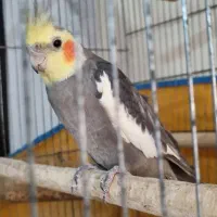 عروس هلندی|پرنده|یزد, |دیوار