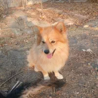 پامر روباهی