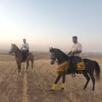 اسب سیلمی کردنژادولی عهددوازده امامی