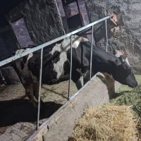 تخک شکم اول هفت ماه ابستن