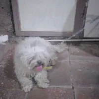 واگذاری سگ خانگی|سگ|خرم‌آباد, |دیوار