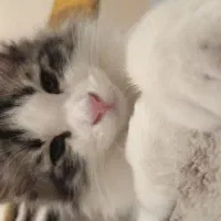 گربه dsh|گربه|تهران, دروس|دیوار