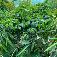 بنجامین آمستر و بلک