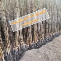 ارسال نهال به تمام نقاط کشور