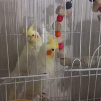 فروش دو عروس هلندی نر وماده ویک مرغ عشق