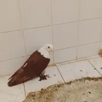 کبوتر کله سفید