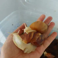 حلزون