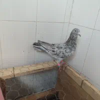 هفترنگ زرد|پرنده|بوئین زهرا, |دیوار