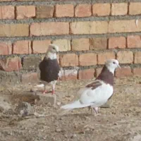 دو عدد کبوتر طوقی