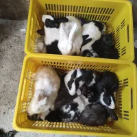 حراج خرگوش فقط 250 هزار