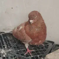 سرور نوک ریز قناری