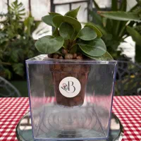 گلدان آکواریومی/کادو/کادوروزمعلم