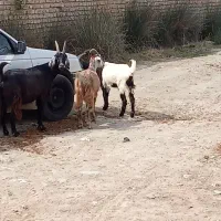 بزچاتمه|حیوانات مزرعه|بندر ترکمن, |دیوار