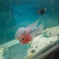 فلاور هورن|ماهی|تهران, والفجر (افسریه)|دیوار