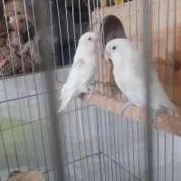 ِیه جفت کوتوله برزیلی سفیدنروماده|پرنده|شیراز, محراب|دیوار