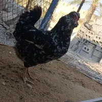 جوجه گلین|حیوانات مزرعه|خورموج, |دیوار