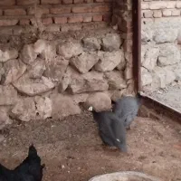 مرغ مصری|حیوانات مزرعه|خسروشاه, |دیوار