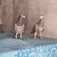 فروش کبوتر|پرنده|شیراز, هفت تنان|دیوار