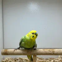 مرغ عشق رنگین کمانی نر|پرنده|گنبد کاووس, |دیوار