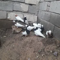 ۱۰عددطوقی فره