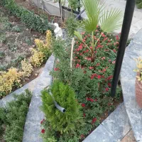 خدمات کلیه باغبانی باغچه کاری هرسکاری گلکاری کاشت