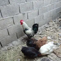 خروس هیکلی زیبا