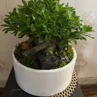 بنسای پیتسپروم