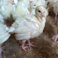 جوجه بوقلمون بیوتی 6 اصل زرین جوجه