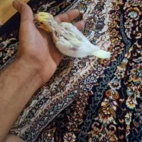 جوجه عروس هلندی