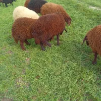 سه راس بره نر و دو راس ماده و یک چپش|حیوانات مزرعه|اصفهان, قهاب جنوبی|دیوار