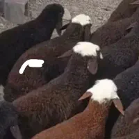 یک دانه بره ماده بور افشاری  نزدیک 30 کیلو فروشی