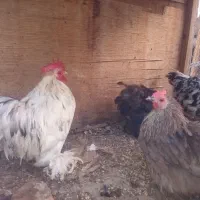 ست کوشین اورجینال وارداتی ومرغ اوکراینی گلباقالی|حیوانات مزرعه|تهران, افسریه جنوبی|دیوار