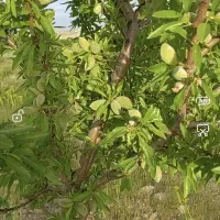 باغ 2 هکتاری در روستای زرند قیدار|فروش زمین و ملک کلنگی|سجاس رود, |دیوار