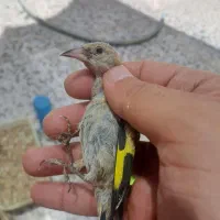 جوجه سهره نر حراج واقعی