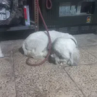 واگزاری سگ شیتزو|سگ|ایلام, |دیوار