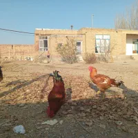 خروس محلی و لاری