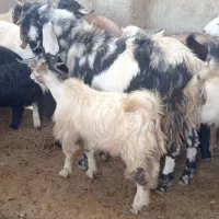 کهره و بره