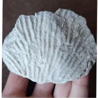 فسیل قدیمی صدف