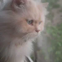 گربه بسیار زیبا‌ پرشین