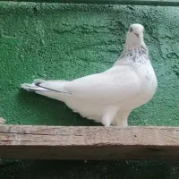 شیخ ابری|پرنده|بندر ماهشهر, |دیوار