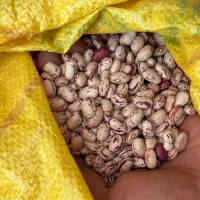 لوبیا چیتی درجه ۱