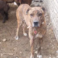 سلام سگ گله گرد معاوضه بابره یامیش