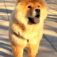 چاو چاو  شاه توله